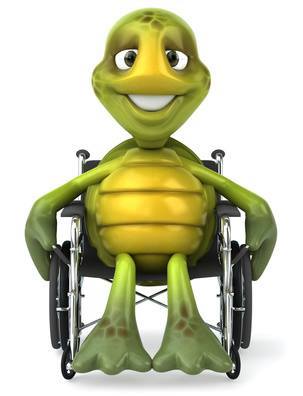 Une tortue assise sur un fauteuil roulant